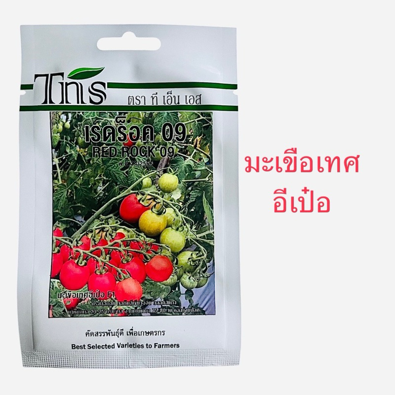เมล็ด มะเขือเทศ อีเป๋อ มะเขือเทศเครือส้ม (ประมาณ 50 เมล็ด)