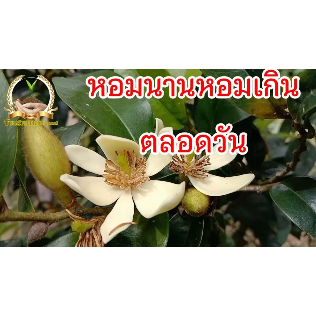 ต้นจำปีแขกดอกดกกลิ่นหอม ดอกออกทั้งปี สูง 70-80ซ.ม ส่งพร้อมกระถาง11นิ้วเสียหายจากขนส่งเคลมฟรีค่ะ