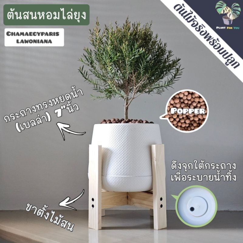 🌾ต้นสนหอมไล่ยุง Chamaecyparis lawoniana 20-25 Cm.ครบชุดพร้อมปลูก