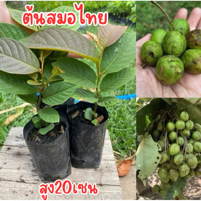 ต้นสมอไทย  เพาะเมล็ด ชุด4ต้น80บาท พร้อมส่ง