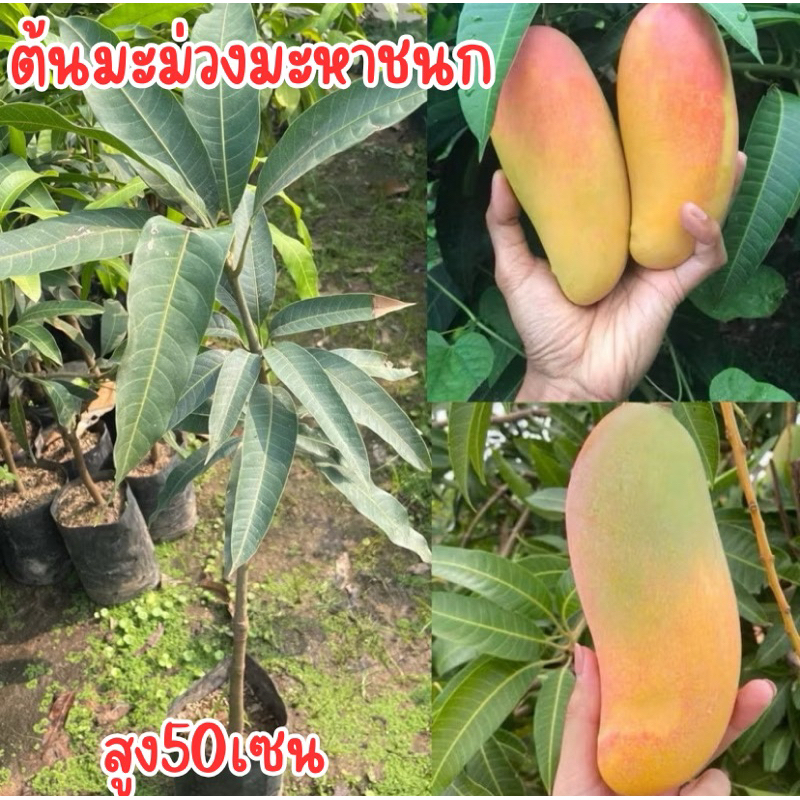 ต้นมะม่วงมหาชนก ต้นสูง60เซน พร้อมปลูก