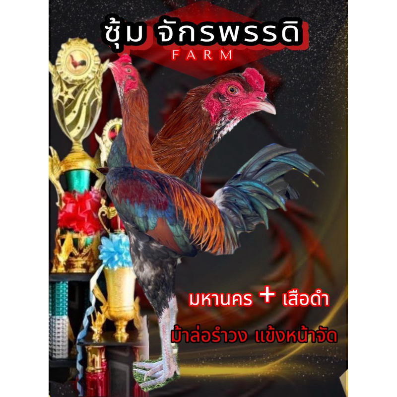 ไข่ไก่ชนพม่า มหานคร+เสือดำ  ม้าล่อรำวงแข้งหน้าหวังผลได้เลย