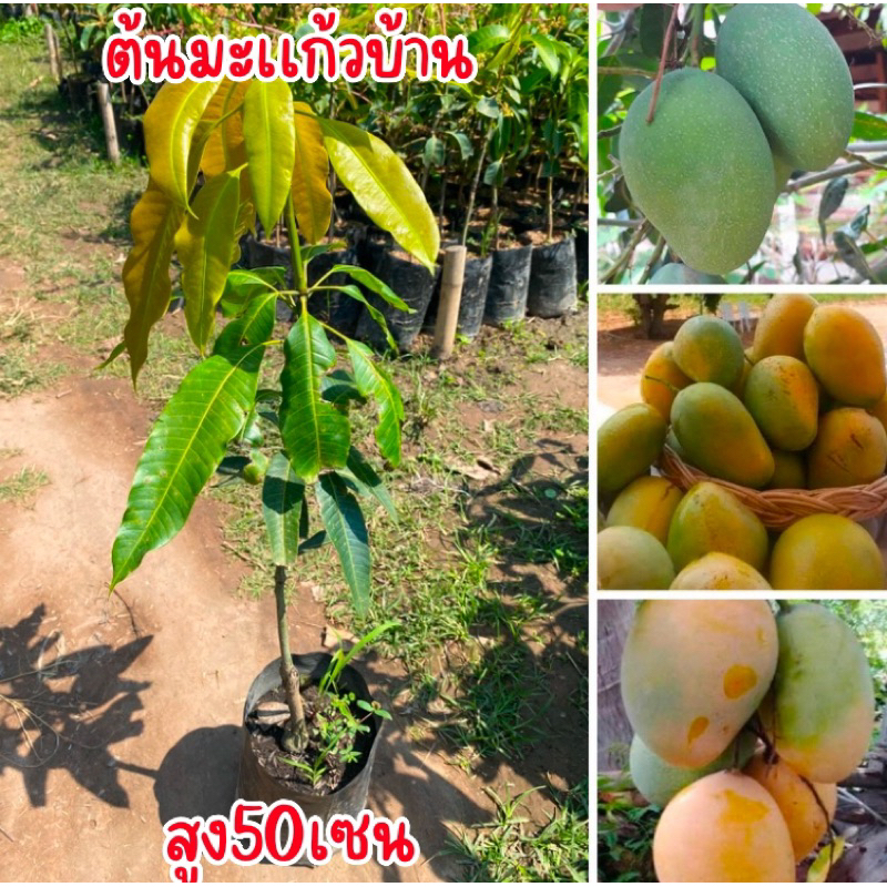 ต้นมะม่วงเเก้วบ้าน ต้นเสียบยอด สูง50เซน