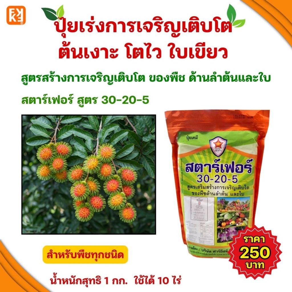 ต้นเงาะ โตไว ใบเขียว แข็งแรง ด้วยปุ๋ย สตาร์เฟอร์ 30-20-5 สูตรสร้างการเจริญเติบโต ด้านลำต้นและใบ