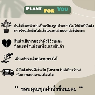 ❣️💰ต้นหัวใจเศรษฐี (ต้นไม้มงคล) พร้อมกระถาง"+จานรอง+เม็ดPopper+ขาตั้งไม้สน