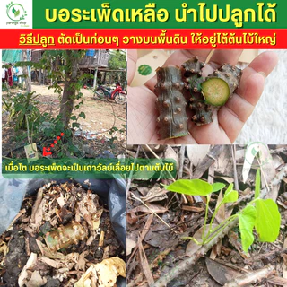 🌱บอระเพ็ดสดหย่านม เลิกเต้า ออร์แกนิก ปลอดภัย ไร้สาร มีถุงซิบล็อก เคลือกอฮอ ดูดนิ้วมือ กัดของเล่น