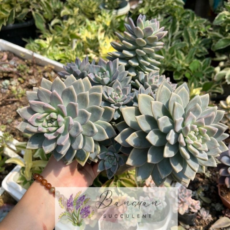 Victor Kane ไม้อวบน้ำ วิคเตอร์เคน กอใหญ่มาก 8-10นิ้ว+ Echeveria กุหลาบหิน ไม้ถึก ทนแดดทนฝน แคคตัส cactus Succulent