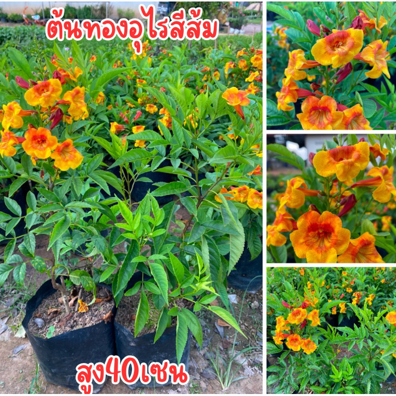 ต้นอุไรทองสีส้ม ต้นสูง40เซน ต้นพร้อมปลูก