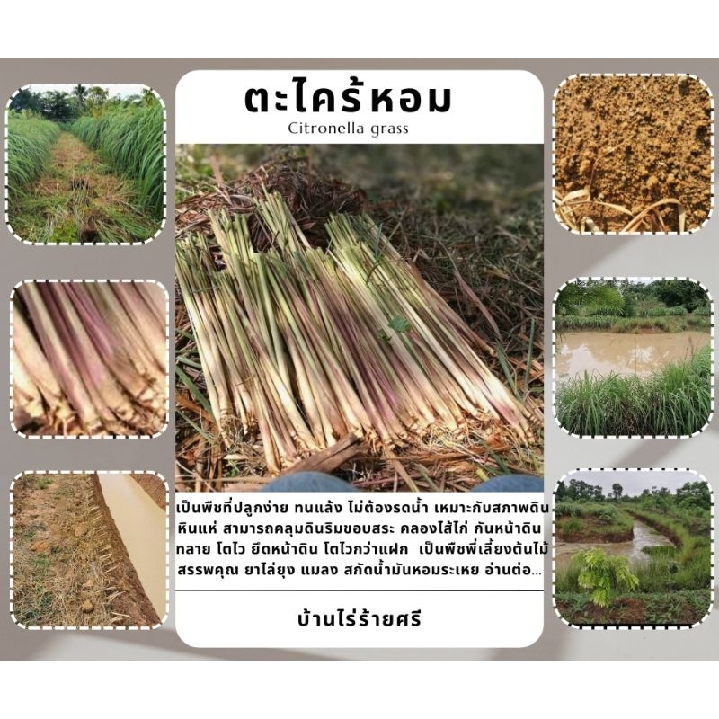 ตะไคร้หอม [ตัดสดทั้งต้นใบเป็นกิโลกรัม]: [ไร้สารเคมี:Organic] : Cymbopogon nardus [สำหรับสกัดน้ำหอมระเหย หมักยาไล่แมลง] ราคา ถูกที่สุด ดีลบีเคเค แกลเลอรีภาพที่ 2