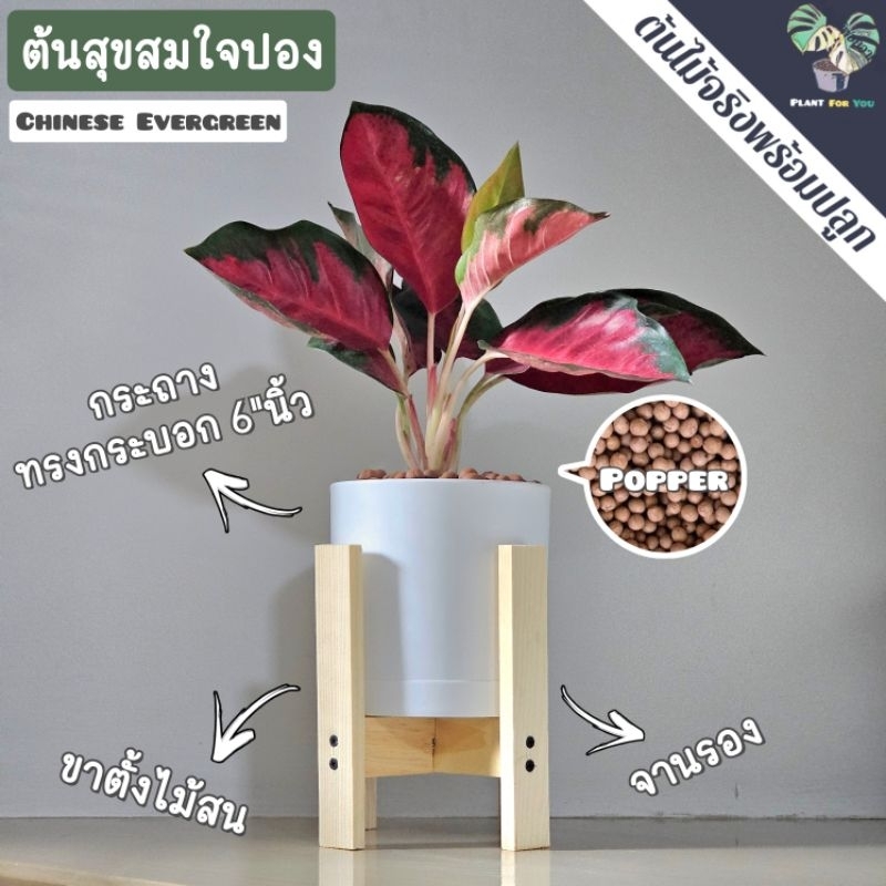 ❤️ต้นสุขสมใจปอง Chinese Evergreen พร้อมกระถาง+เม็ดPopper+ขาตั้งไม้สน (ต้นไม้มงคล) ราคา ถูกที่สุด ดีลบีเคเค