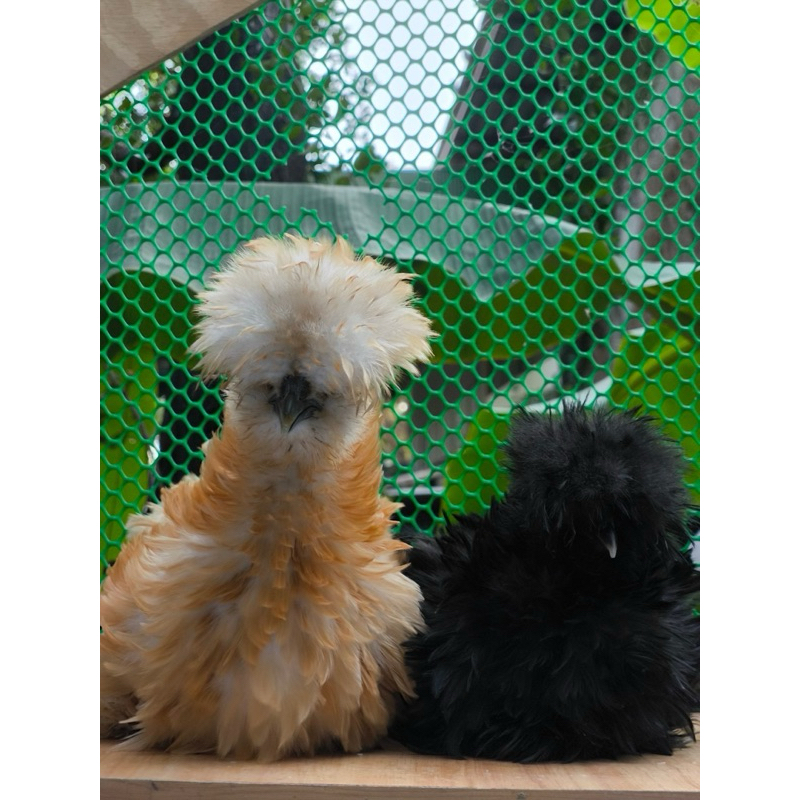 พร้อมส่ง✅ ไข่เชื้อ ไก่ซิลกี้ ขนกลับ คละสี ไข่เชื้อสำหรับการฟัก (แพ็คละ 2 ใบ)