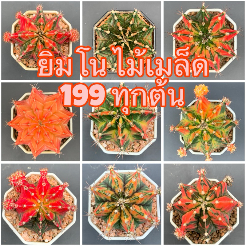 🔥🌵กระบองเพชร 📌ยิมโนด่าง‼️ ไม้เมล็ด สีสวย ไซด์ใหญ่ คัดสวยๆ  ไซด์ให้ดอก ออกหน่อ ในกระถางขนาด 3 นิ้ว ต้นใหญ่มาก ชุด B