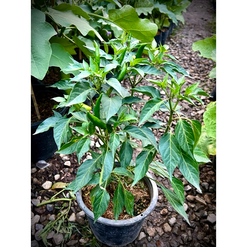 Thai Red Chili ต้นพริกแดง พริกแดงจินดา Small Red Chili  Thai Hot Chili  ผักสวนครัวพร้อมปลูก Thai Hot Chili 🌶️ Organic 💯 - รูปที่ 5