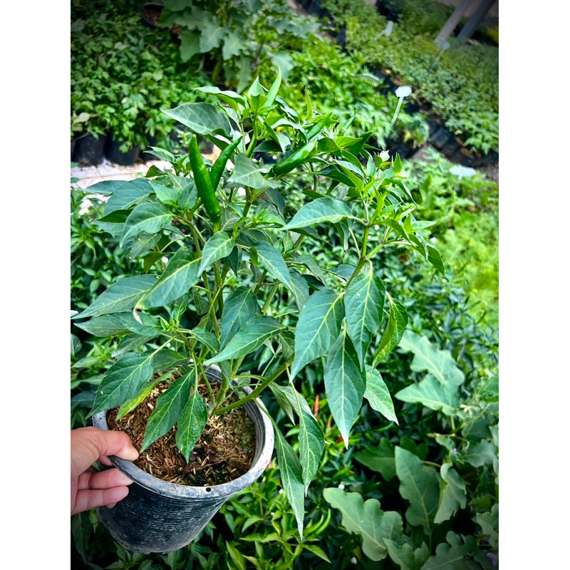 Thai Red Chili ต้นพริกแดง พริกแดงจินดา Small Red Chili  Thai Hot Chili  ผักสวนครัวพร้อมปลูก Thai Hot Chili 🌶️ Organic 💯 - รูปที่ 3