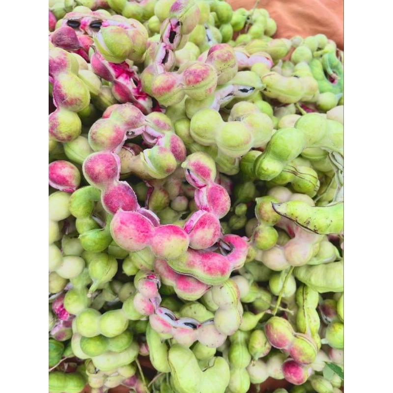 พร้อมส่ง มะขามเทศสด ฝักสวยใหญ่คละไซส์ ปลอดสารพิษ หวาน อร่อย สดทุกวัน ส่งของไวทุกวัน (เคลมฟรี)