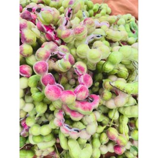 พร้อมส่ง มะขามเทศสด ฝักสวยใหญ่คละไซส์ ปลอดสารพิษ หวาน อร่อย …