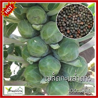 100 เมล็ด กะหล่ำดาว Brussel Sprouts กะหล่ำดาว เมล็ดพันธุ์กหล…
