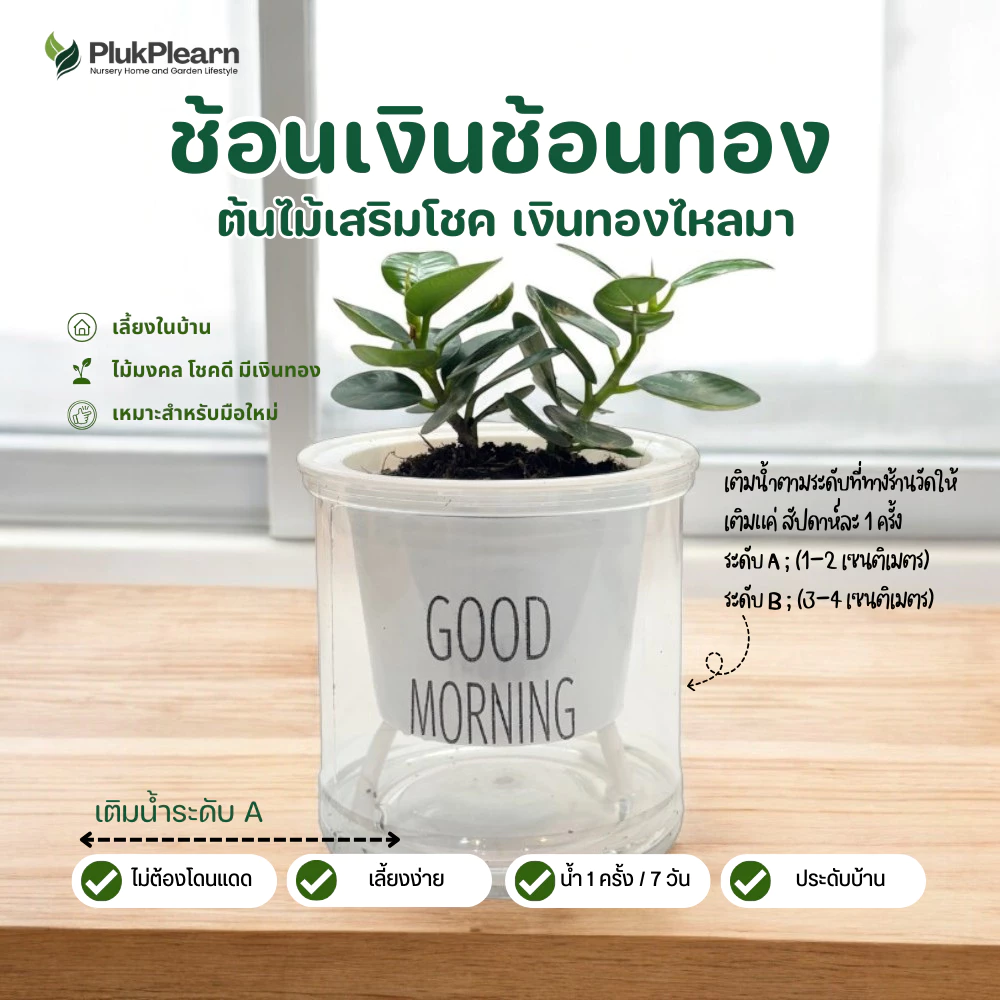 ต้นไม้ ฟอกอากาศ แต่งโต๊ะคอม ไม้มงคล กระถางรดน้ำอัตโนมัติ thumbnail 6