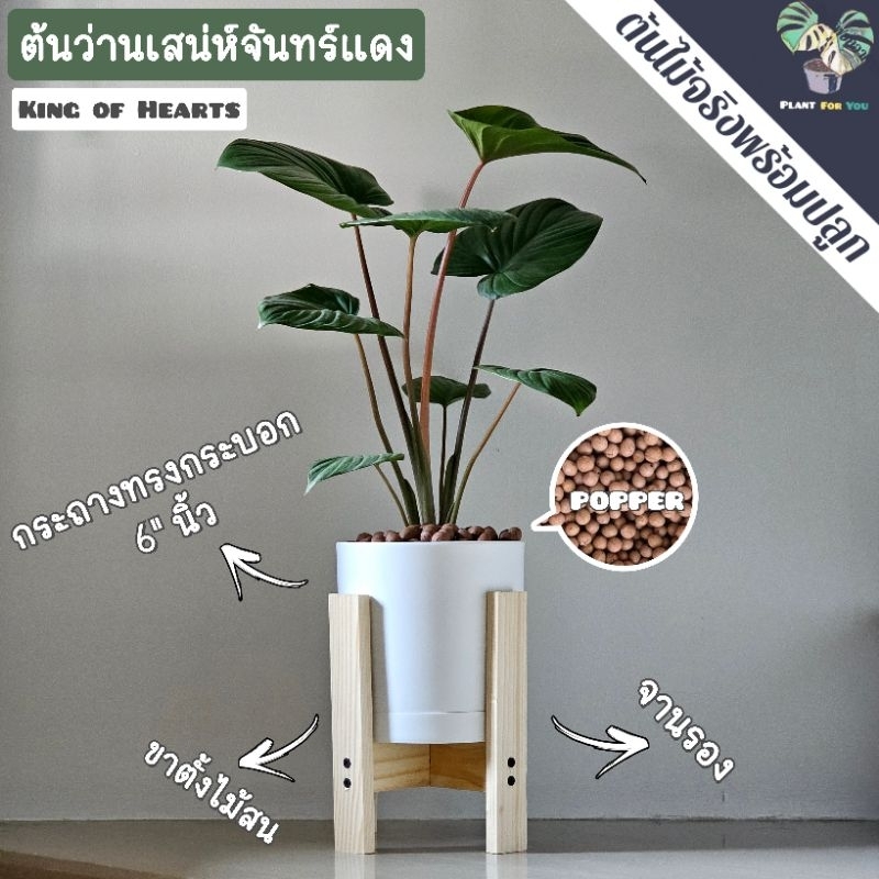 💤ต้นว่านเสน่ห์จันทร์แดง (King of Hearts) 25-35 Cm. พร้อมกระถางครบชุดพร้อมปลูก iplant_for_you
