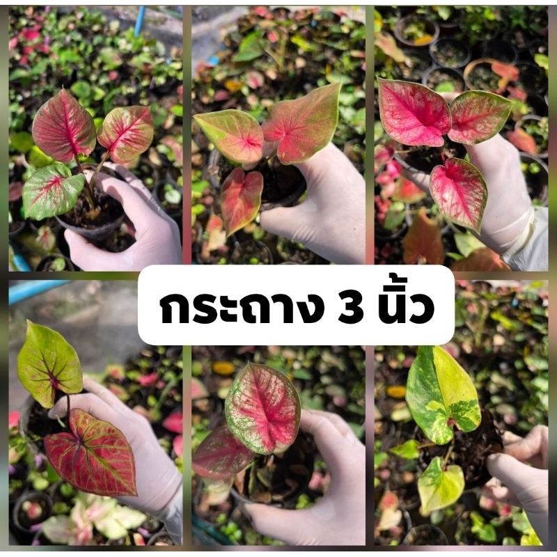 (27/5/69)(ส่งภายใน2วัน)บอนสีในกระถาง3นิ้ว เริ่มต้น15฿ รวมบอนสี ทุกสายพันธุ์ บอนด่าง บอนมีชื่อ