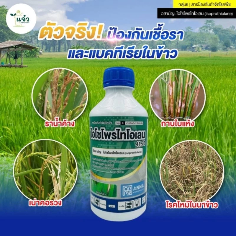 ไอโซโพรไทโอเลน 41.76 อีซี (ขนาด 1 ลิตร) ป้องกันเชื้อรา และแบคทีเรีย