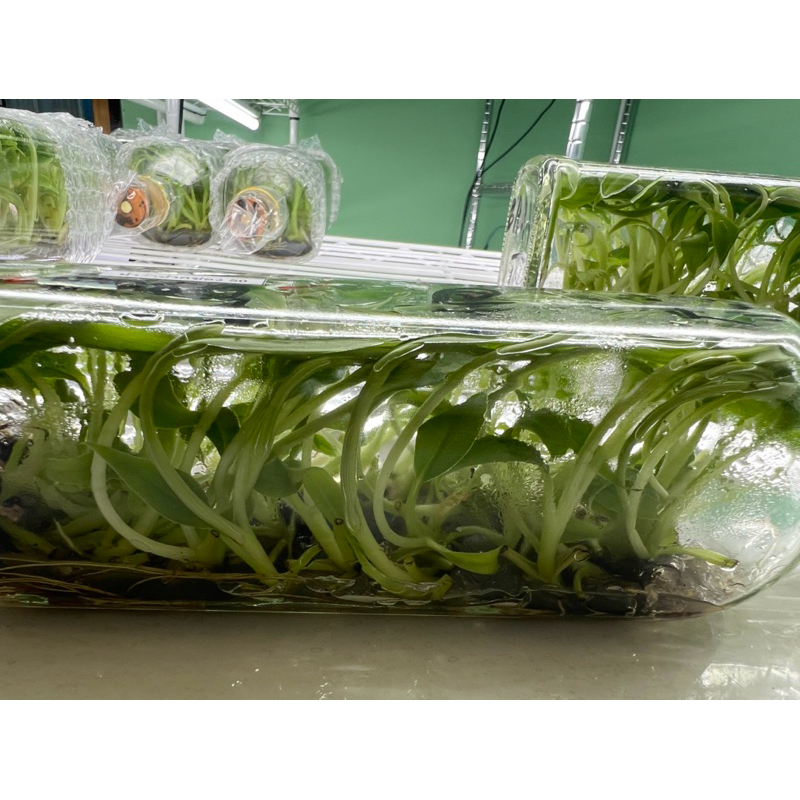 กล้ากล้วยเพาะเนื้อเยื่อ หอมทองท่ายาง/น้ำว้าปากช่อง50/น้ำว้าท่ายาง/มะลิอ่อง