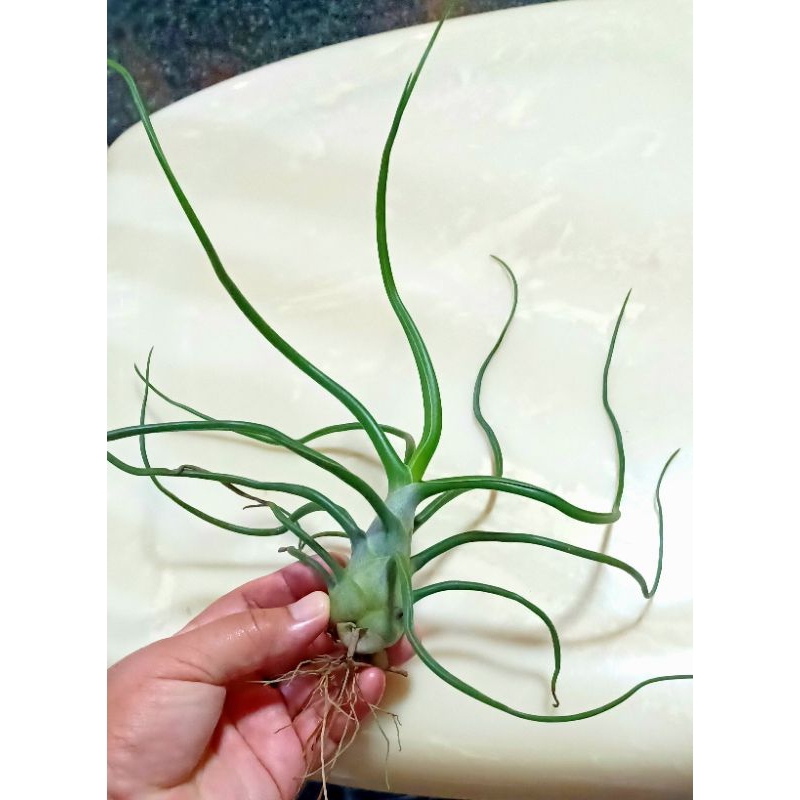 Tillandsia bulbosa giant form