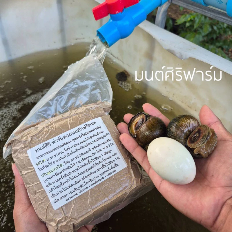 อาหารหอยขมยักษ์รัตนะ สูตรเร่งโต เกรดฟาร์ม แก้ปัญหาหอยโตช้าหรือหอยไม่ออกลูกเนื่องจากสารอาหารที่สะสมไม่เพียงพอ