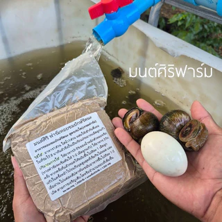 อาหารหอยขมยักษ์รัตนะ สูตรเร่งโต เกรดฟาร์ม แก้ปัญหาหอยโตช้าหรือหอยไม่ออกลูกเนื่องจากสารอาหารที่สะสมไม่เพียงพอ