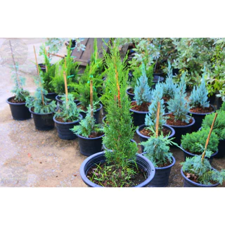[พร้อมส่ง] ต้นสนดินสอ Italian Cypress, Pencil Pine ความสูง 55 cm เป็นไม้หายาก