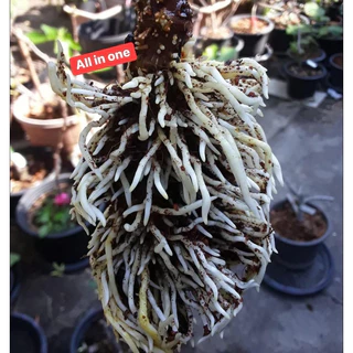 น้ำยาเร่งรากออลอินวัน สูตรใหม่