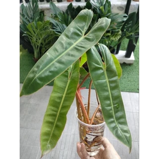 ฟิโลก้านส้ม #Philodendron billietia #