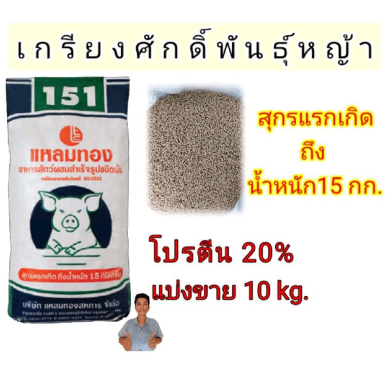 (แบ่งขาย 10 kg.) #อาหารหมูแหลมทองเบอร์ 151 สำหรับสุกรแรกเกิด-น้ำหนัก 15 กิโลกรัม โปรตีน 20%