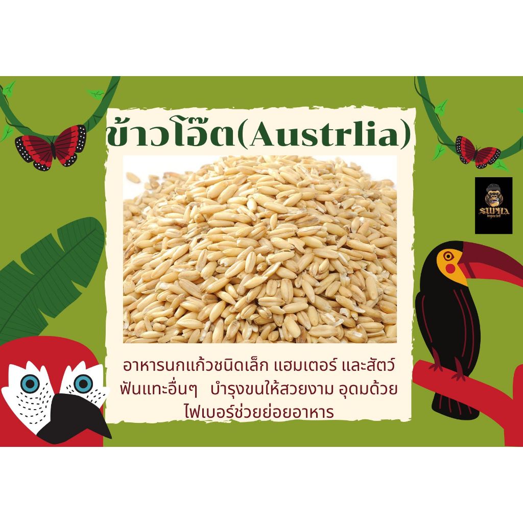 ข้าวโอ๊ต (แบ่งขาย 200G-1KG.) อาหารนกแก้ว และ สัตว์ฟันแทะ