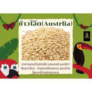 ข้าวโอ๊ต (แบ่งขาย 200G-1KG.) อาหารนกแก้ว และ สัตว์ฟันแทะ