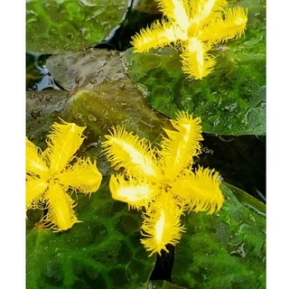 🌼บัวจิ๋วบาร์Yellow🌼สีเหลืองจัดจ้านสายมู.🌼ใบลายสวย🌼ดอกดกตลอดปี🌼เลี้ยงง่ายโตไว🌼สวยเต็มคาราเบล...เลัย🥰🌼🌼🌼
