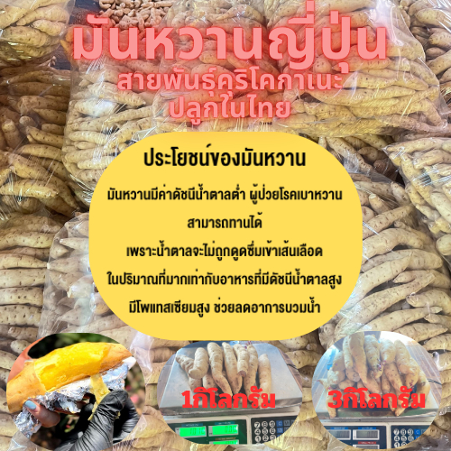 มันหวานญี่ปุ่นสายพันธุ์คุริโคกาเนะ ปลูกในไทย