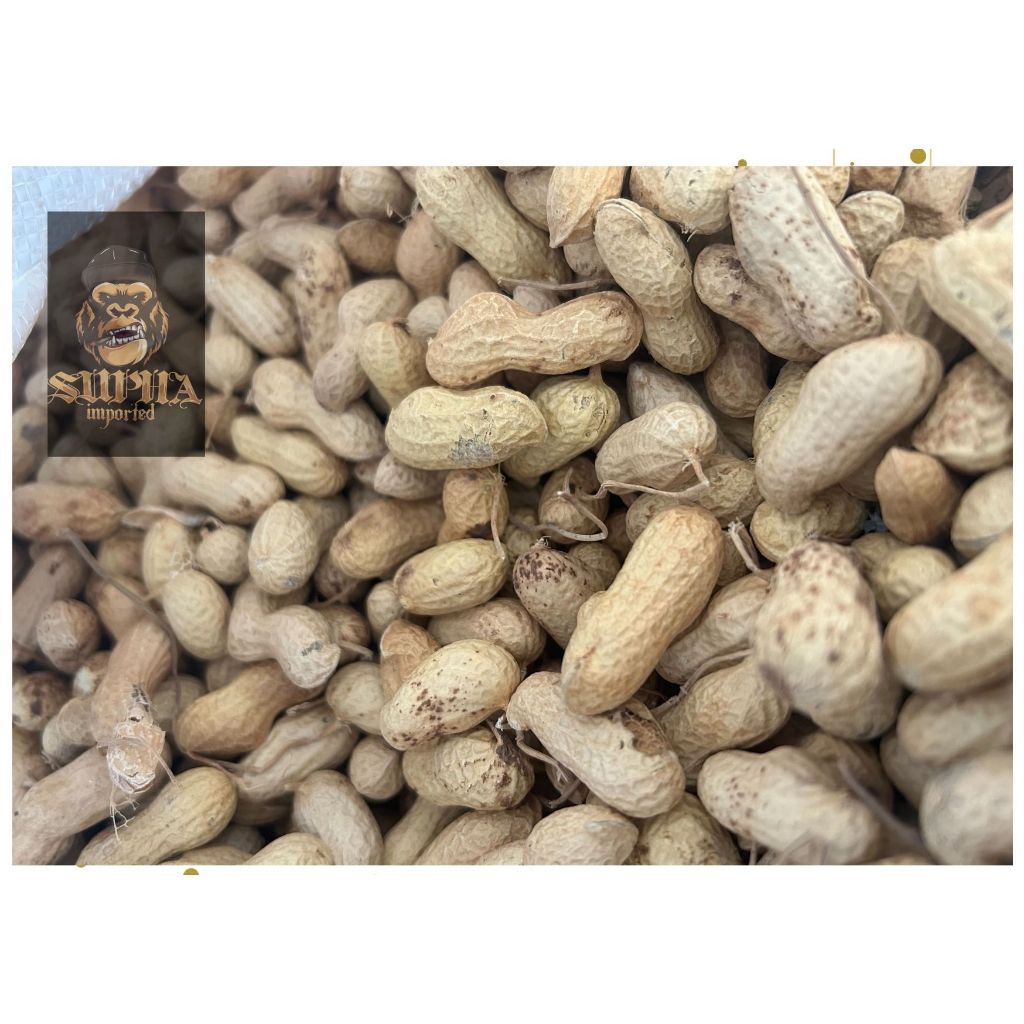 ถั่วลิสงนอก (แบ่งขาย 250g-500g-1KG.) อาหารนกแก้วขนาดกลาง-ใหญ่ แฮมสเตอร์ กระรอก กระแต - รูปที่ 2