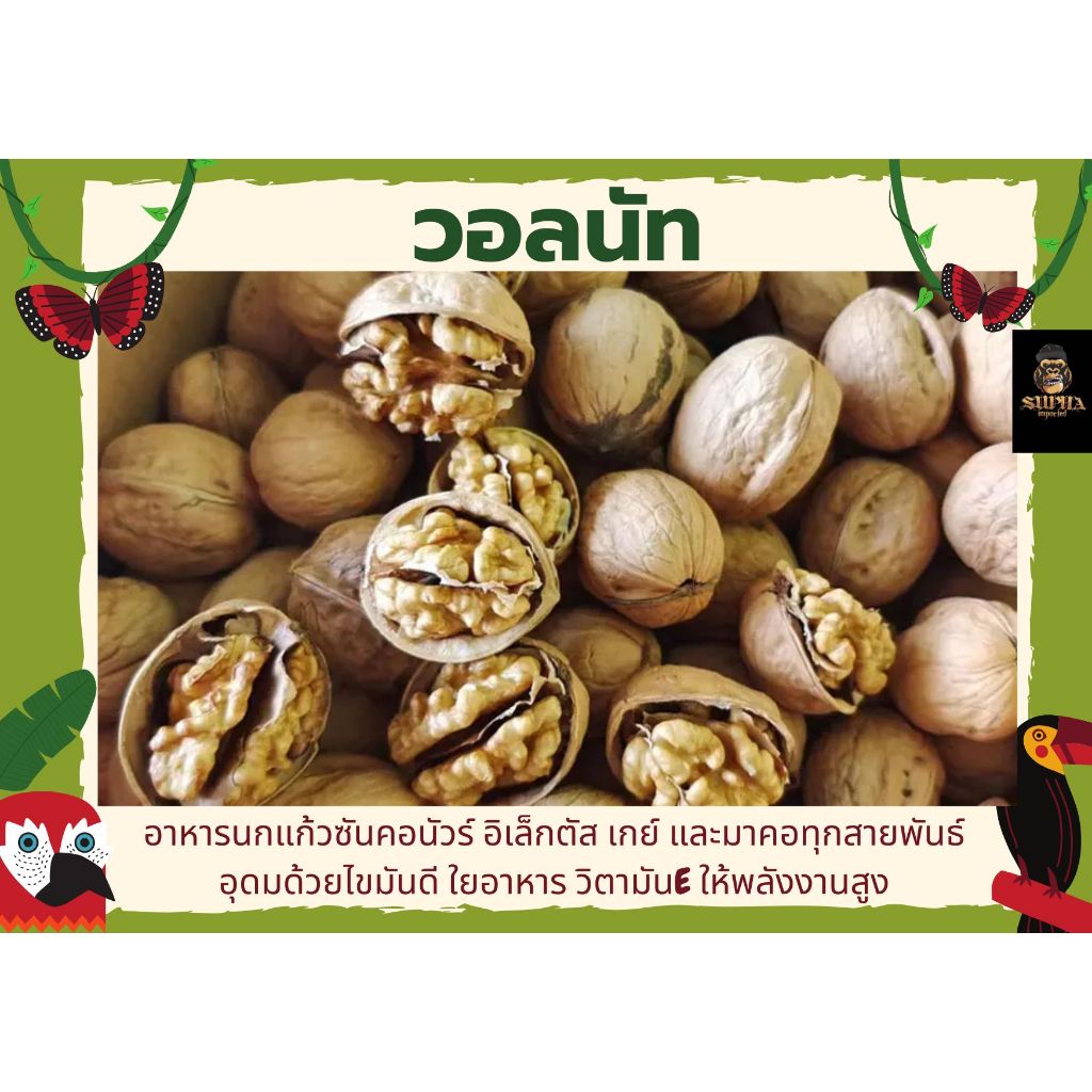 วอลนัท อาหารสัตว์ฟันแทะ อาหารนก (1 ลูก)
