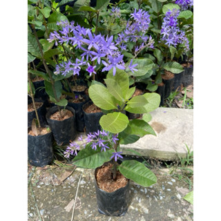 ต้นพวงครามออสเตรเลีย ไม้เลื้อย ไม้ประดับ ดอกสีม่วงสวยเด่น กิ…