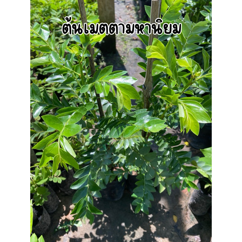 ต้นเมตตามหานิยม ต้นพร้อมส่ง สูง40เซนครับ