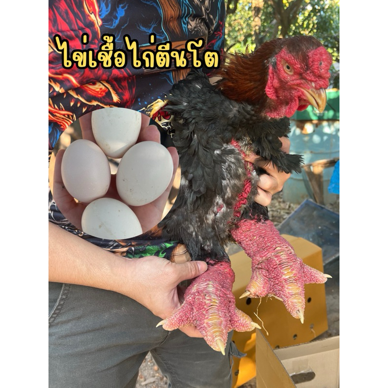 ไข่เชื้อไก่ตีนโตสายพันธุ์เวียดนามแท้ พร้อมฟัก