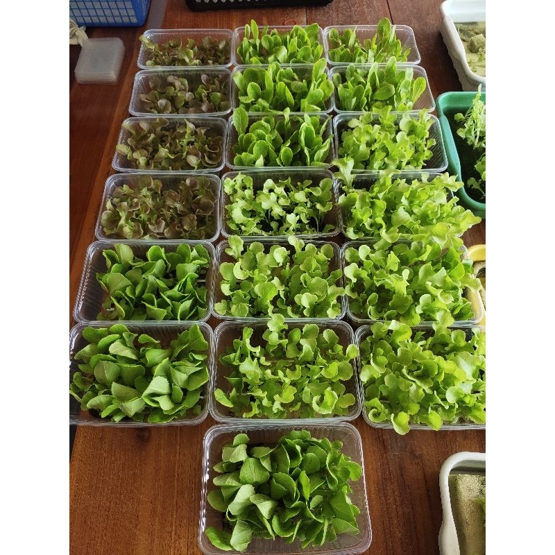 ต้นกล้าผักสลัดไฮโดรโปนิกส์