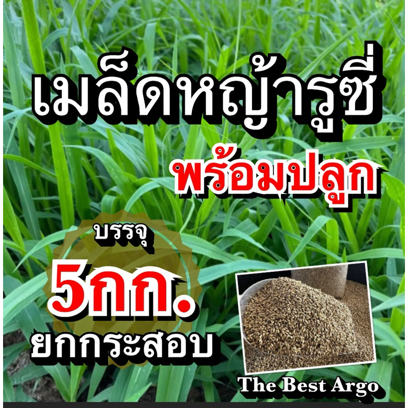 ✅ รูซี่ เมล็ดหญ้ารูซี่ 5 กิโลกรัม #พร้อมปลูก(รับประกันการงอก) ลูซี่ หญ้าเลี้ยงสัตว์ พันธ์ุหญ้า  หญ้าเลี้ยงวัว