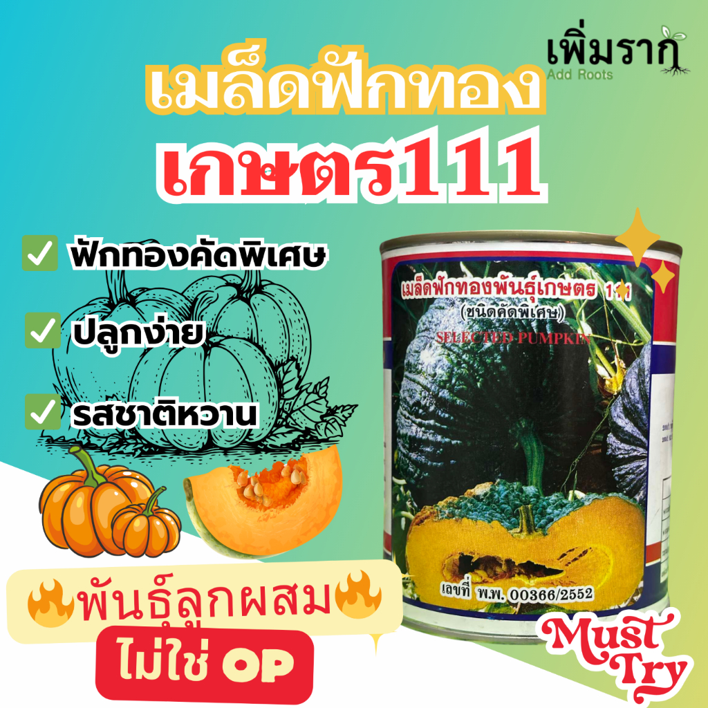 ฟักทองเกษตร 111 พันธุ์ ไฮบริด ลูกผสม เนื้อแน่น เหนียวหวาน ผสมข้อดี2 สายพันธุ์ ข้อต้อ คางคก ไม่ใช่ OP