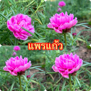 แพรเซี่ยงไฮ้ กล่องละ1 โลคละสีจ้า 10-20สีขึ้นจ้าตัดคละสี
