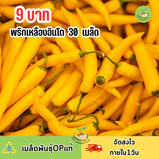 พิเศษ9บาท เมล็ดพันธุ์พริกเหลืองอินโด บรรจุ 30 เมล็ด