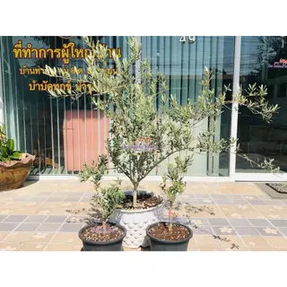 มะกอกโอลีฟ (เลือกต้นเองได้เลยครับ) รหัส O1 - O11 𝐎𝐥𝐢𝐯𝐞 𝐎𝐥𝐞𝐚 𝐄𝐮𝐫𝐨𝐩𝐚𝐞𝐚 นำเข้า สายพันธุ์ Gemlik จากประเทศตุรกี