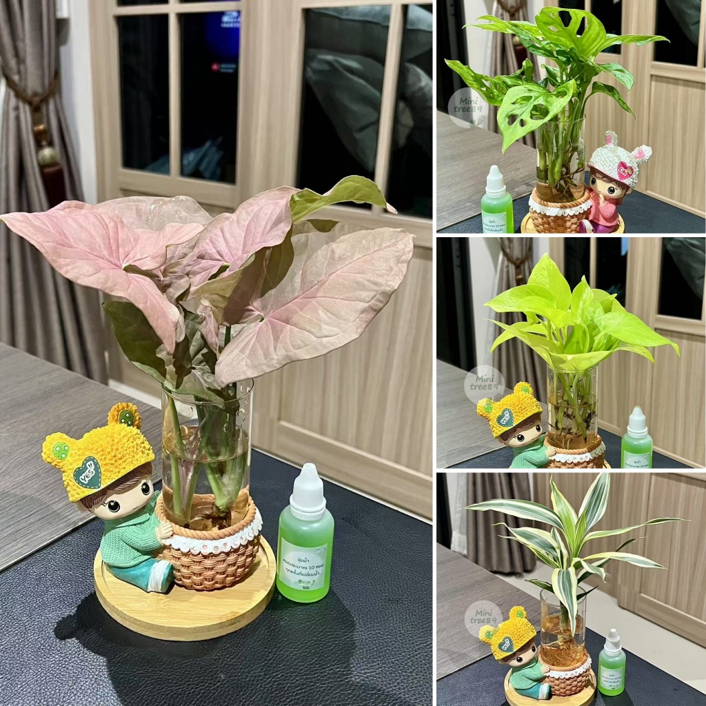 ต้นไม้เเช่น้ำ ใน โหลเเก้วตุ๊กตา + ถาดรองไม้ แถมปุ๋ยน้ำ Minitree89 เช่น พลูด่าง พลูฉลุ ไผ่กวนอิม ไม้ฟอกอากาศ ไม้มงคล