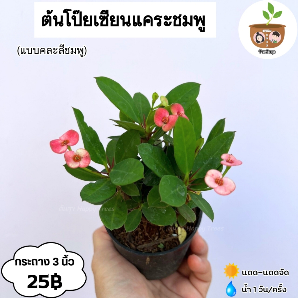 ต้นโป๊ยเซียนแคระ 25 บาท  จัดส่ง 2 ต้นขึ้นไป คละแบบได้